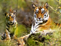 bandhavgarh-national-park