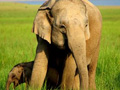 corbett-national-park