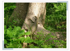 corbett-national-park1