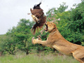 gir-national-park