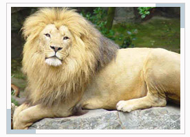 gir-national-sanctuary