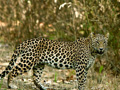 kanha-national-park