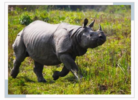 kaziranga-national-park-assam