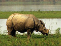 kaziranga-national-park