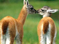 periyar-wildlife-sanctuary