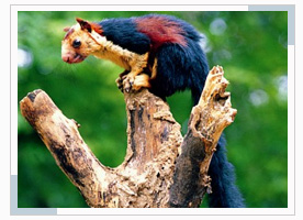 periyar-wildlife