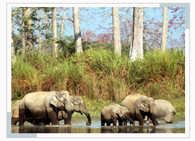 rajaji-national-park1