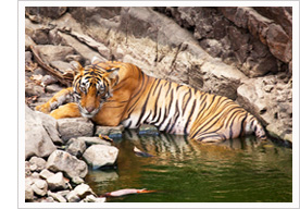 ranthambore-national-park-india