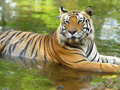 ranthambore-national-park