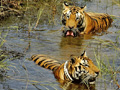 sariska-wildlife-sanctuary